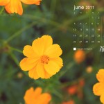 June Flowers
