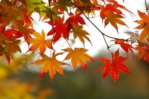 fall-leaves-300x199.jpg