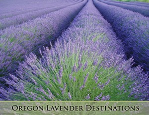 lavender-row